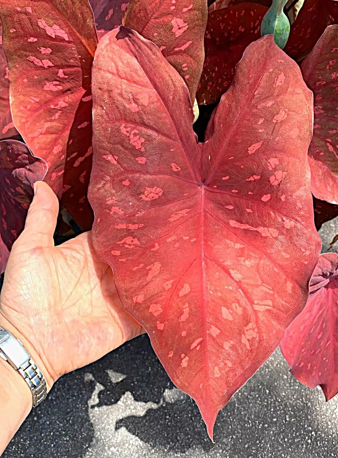 Caladium ‘Burning Heart’ Size #2 (4 Bulbs), 1″–1.5″) | Easy to Grow Foliage