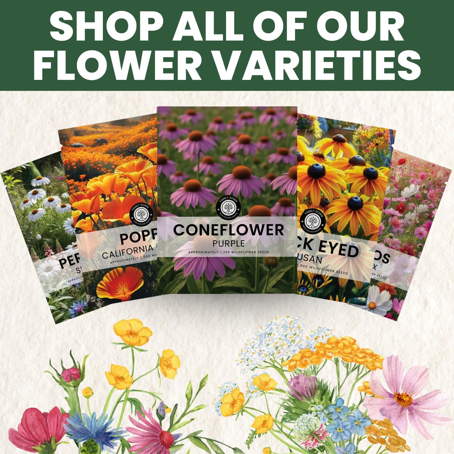 Purple Coneflower Seeds – 28,000 Count for Planting – 2026 Season – 4 Ounce