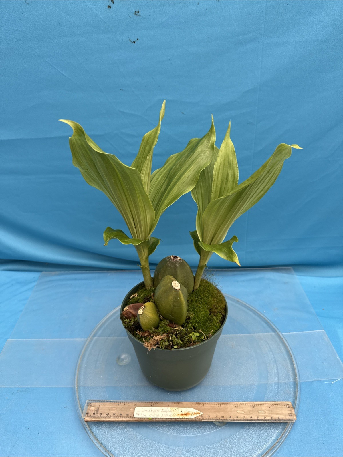 Lycaste Chita Sunset x Cita Melody Pink Red 2 New Growths Orchid Hybrid 7” Pot