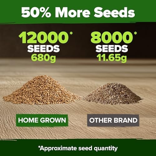 12,000+ Wheatgrass Seeds Bulk Pack – Heirloom Hard Red Winter for Juicing & Micr