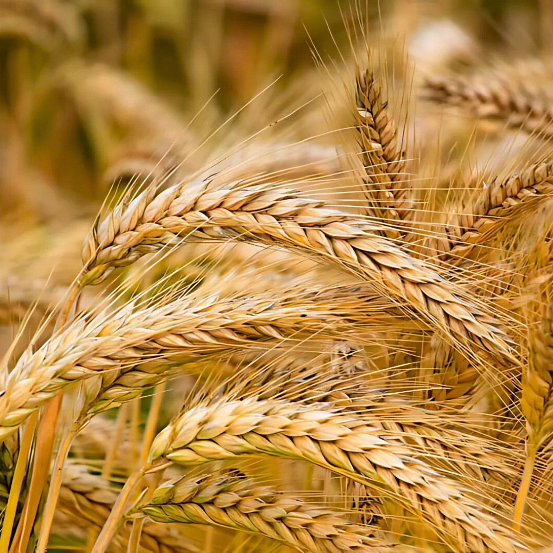 Fresh Barley Plant Seeds | Common | Hulless | Heirloom Non-GMO | Grains