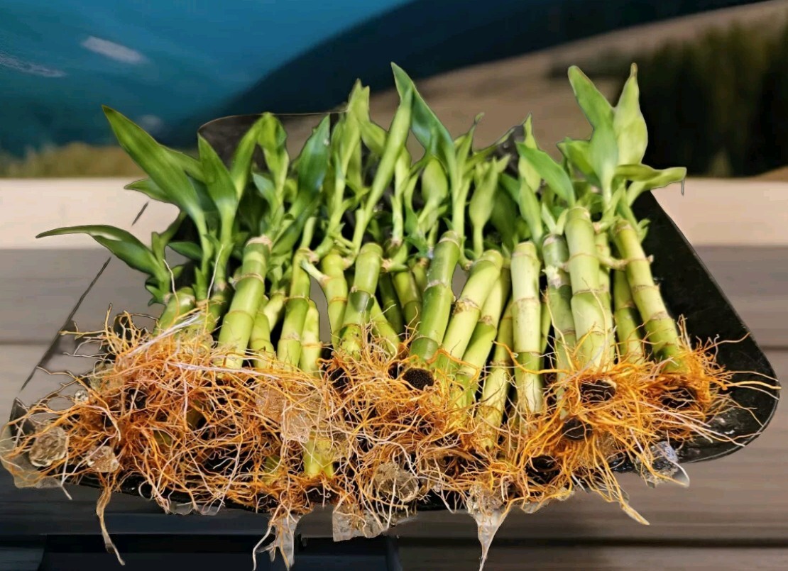 10 LUCKY BAMBOO PLANTS 4″ Free Gold Wires Indoor Perennial, Ideal GIFT