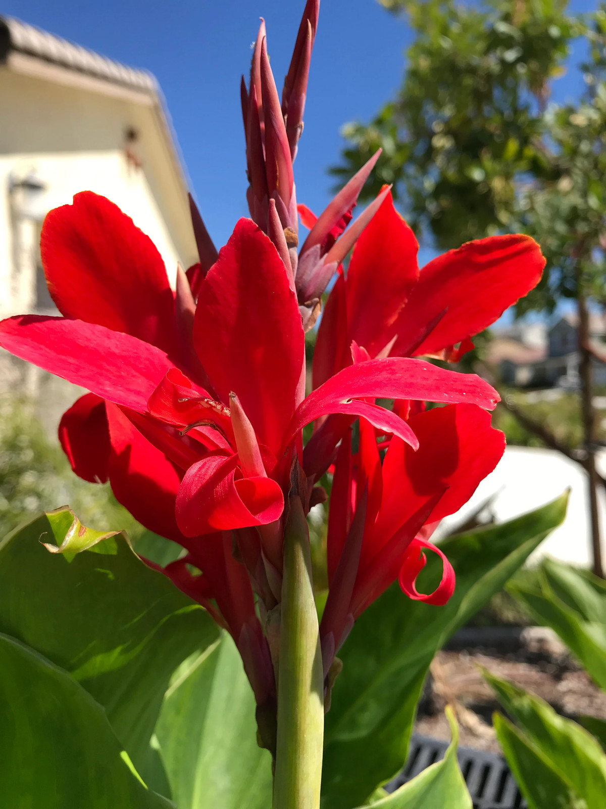 Canna Kreta Rhizome: Brilliant Red Blooms – 1-Rhizome
