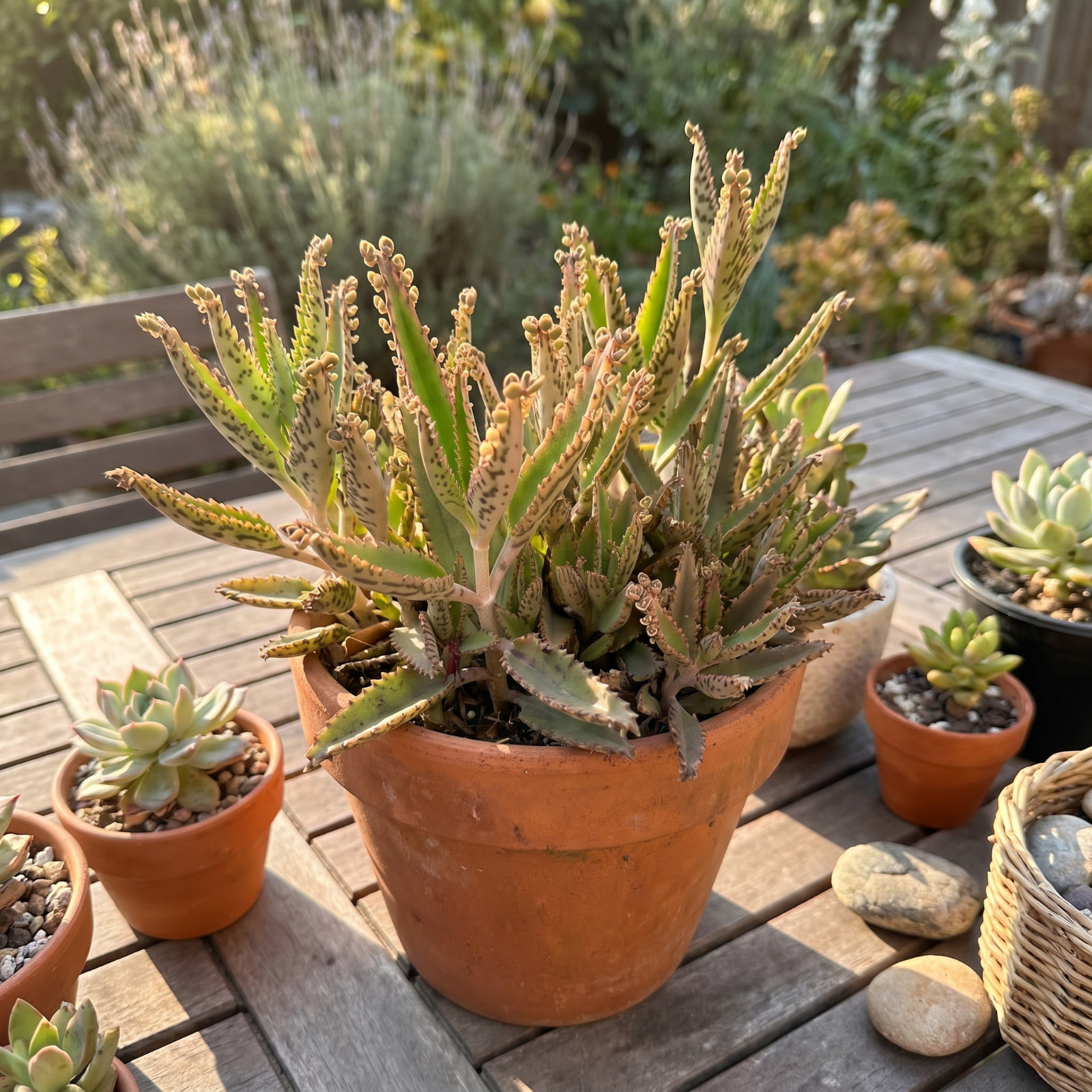6 Mother of Thousands (Kalanchoe daigremontiana) Live Bare Root Succulent Plant
