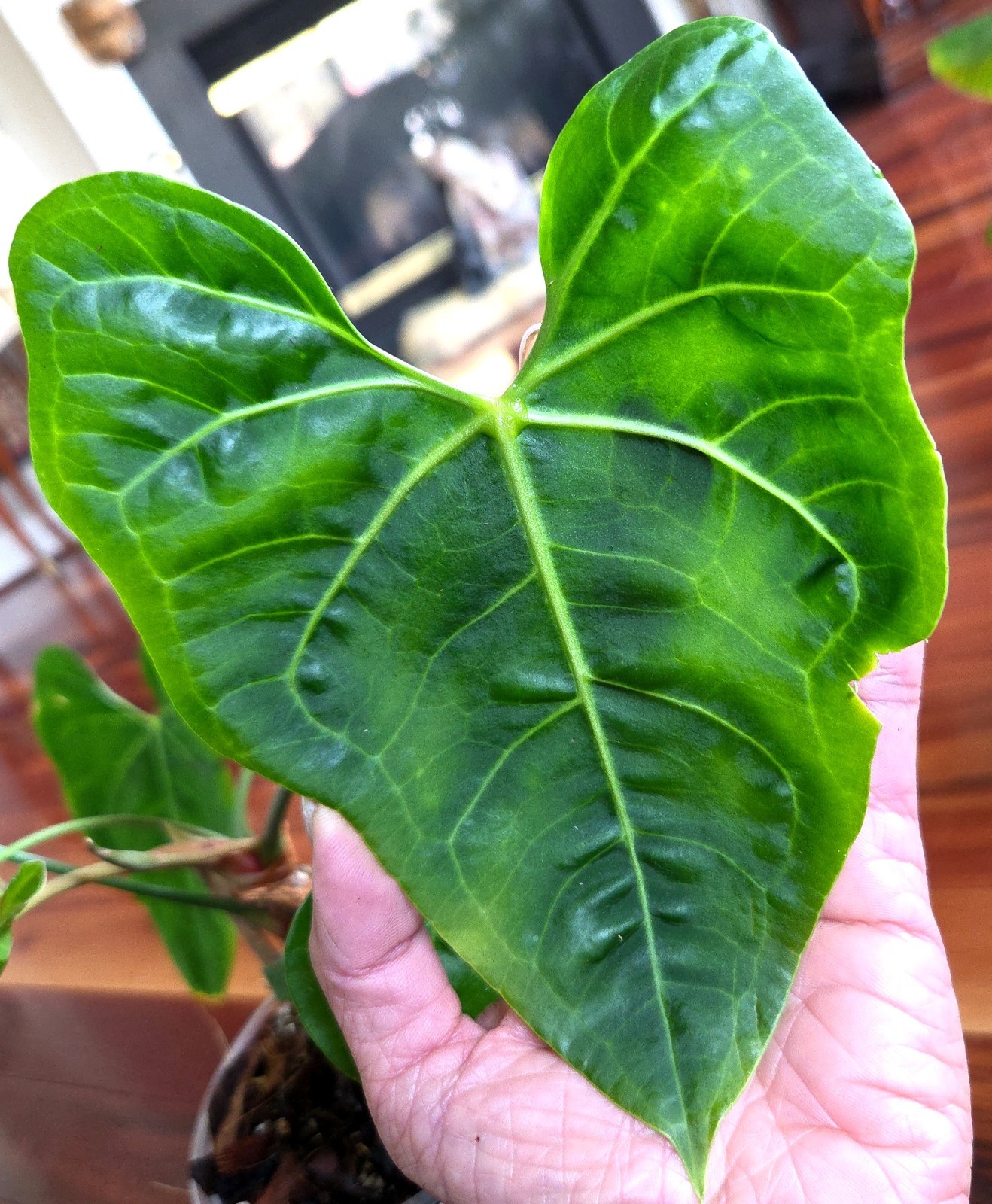 Rare XL Anthurium Pedatoradiatum X Clarinervium 24″ Tall Not Philodendron