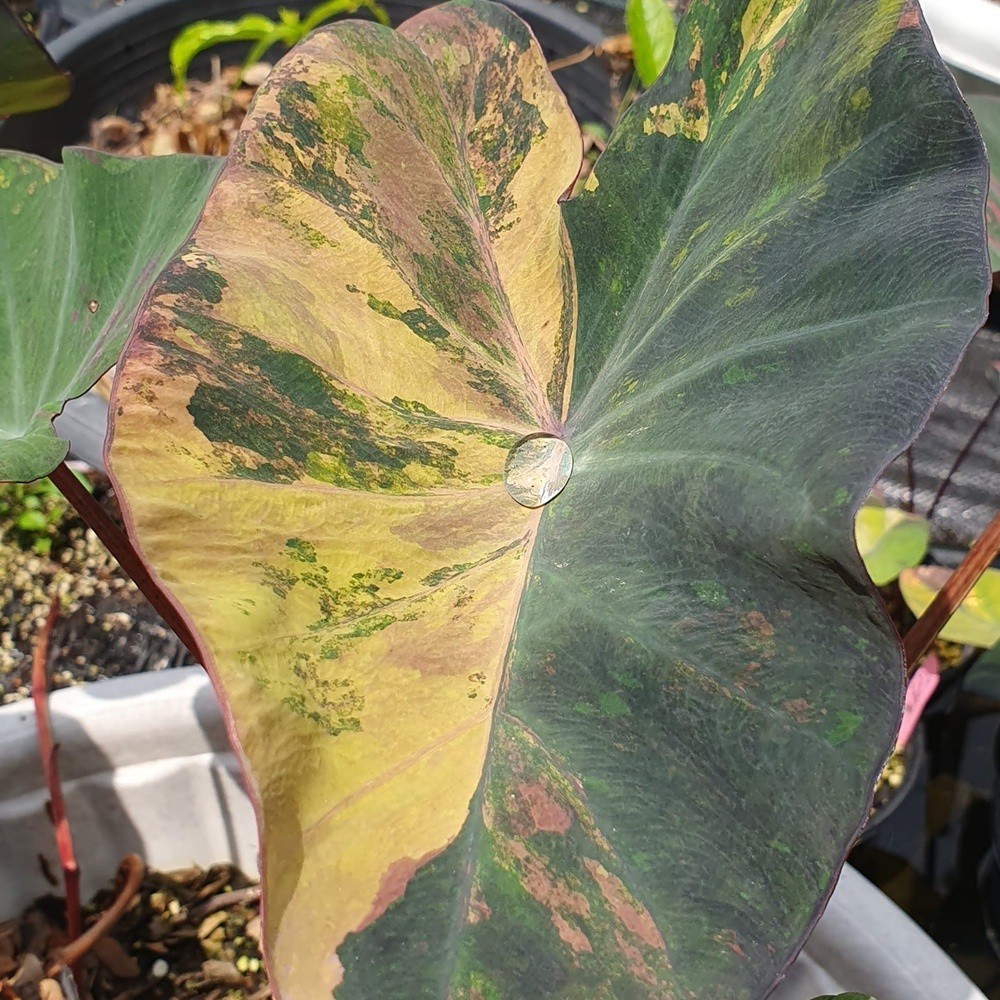 Colocasia Variegated Bulb Elephant Ear Episode One Tuber New Hybrid RARE