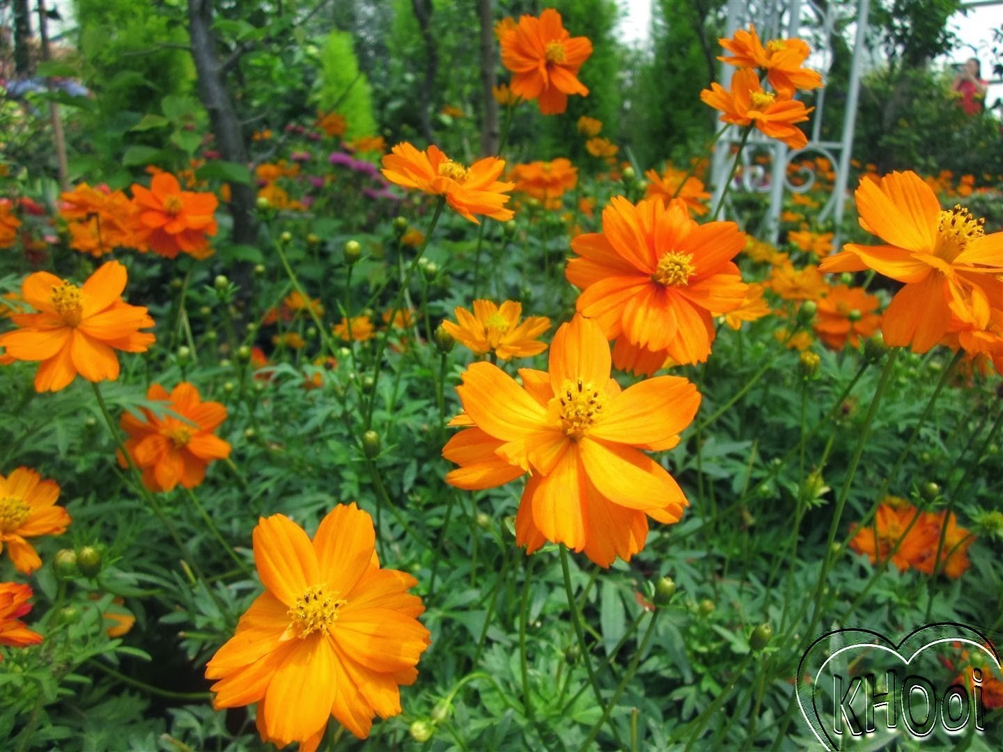 COSMOS SULPHUR MIX Cosmos Sulphureus – 50 Seeds