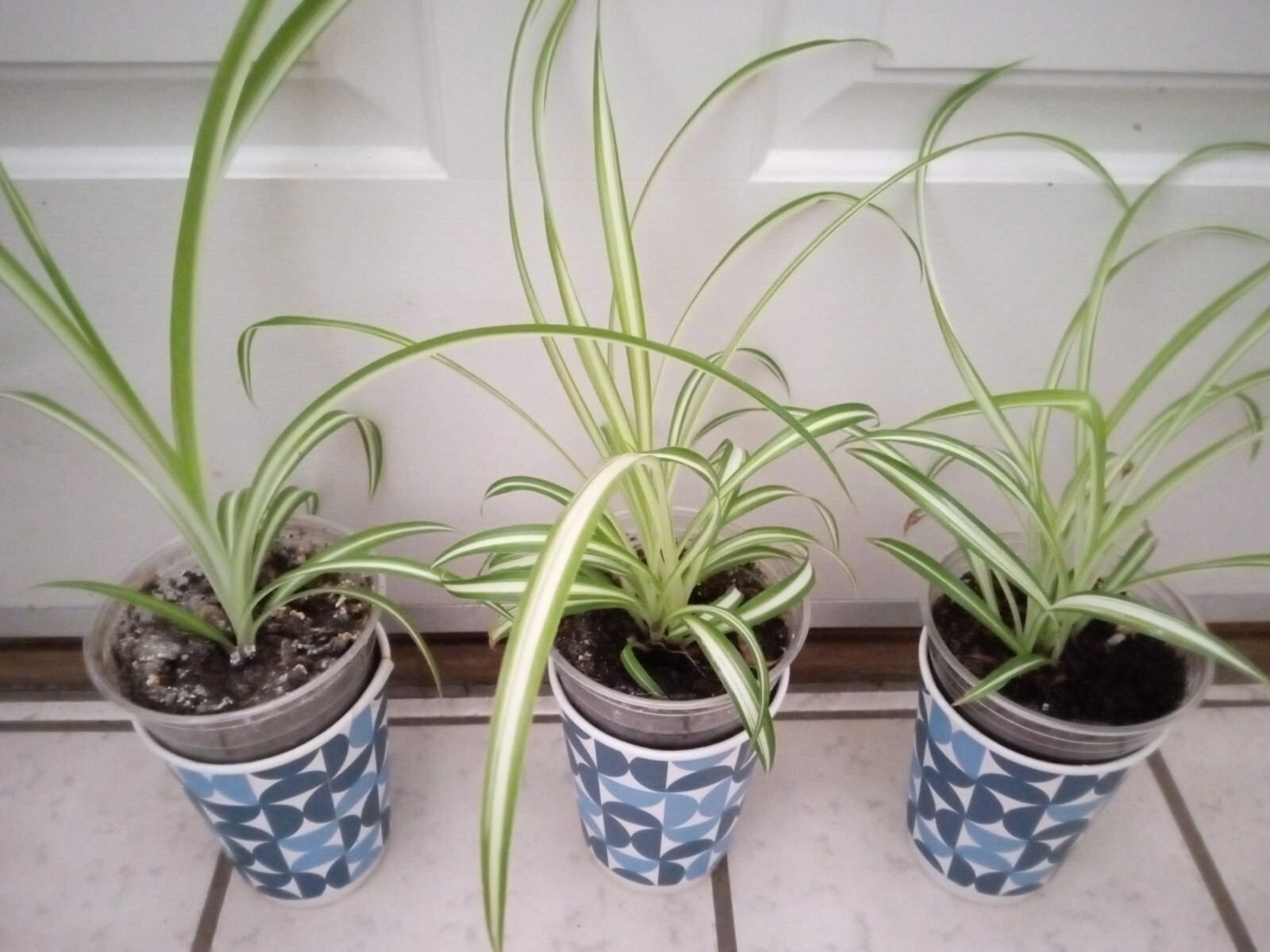 1 Variegated Live Spider Plant Pup ‘Chlorophytum Comosum” Rooted-Ready to Grow