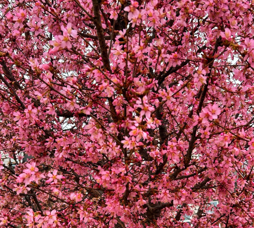 Set of 2 Okame Flowering Cherry Trees – Live Plant in 2.5-Inch Pots (6–12” Tall)