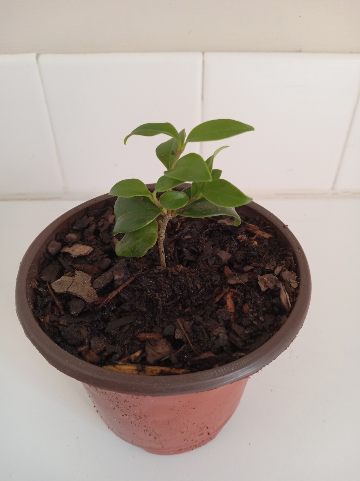 Ligustrum japonicum Bush, 4″ Pot.