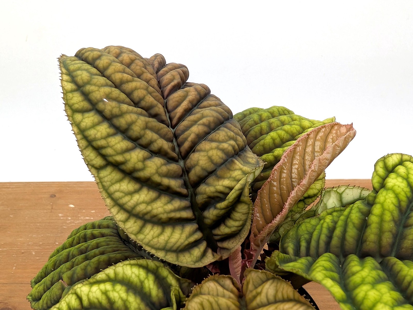 Ardisia Crenata Cool Fire – Deeply Textured Matte Leaves with Red/Green/Yellow