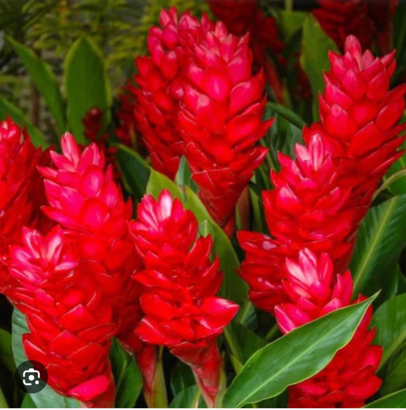 Hawaiian Red Ginger-Alpinia Purpurata- SMALL ROOTED STARTER Plant
