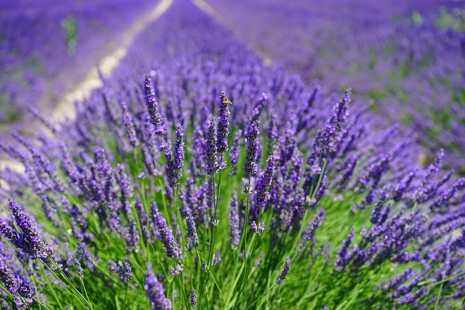 1-12″English Lavender Plant-Our Plants Use Organic Soil And Organic Amendments !