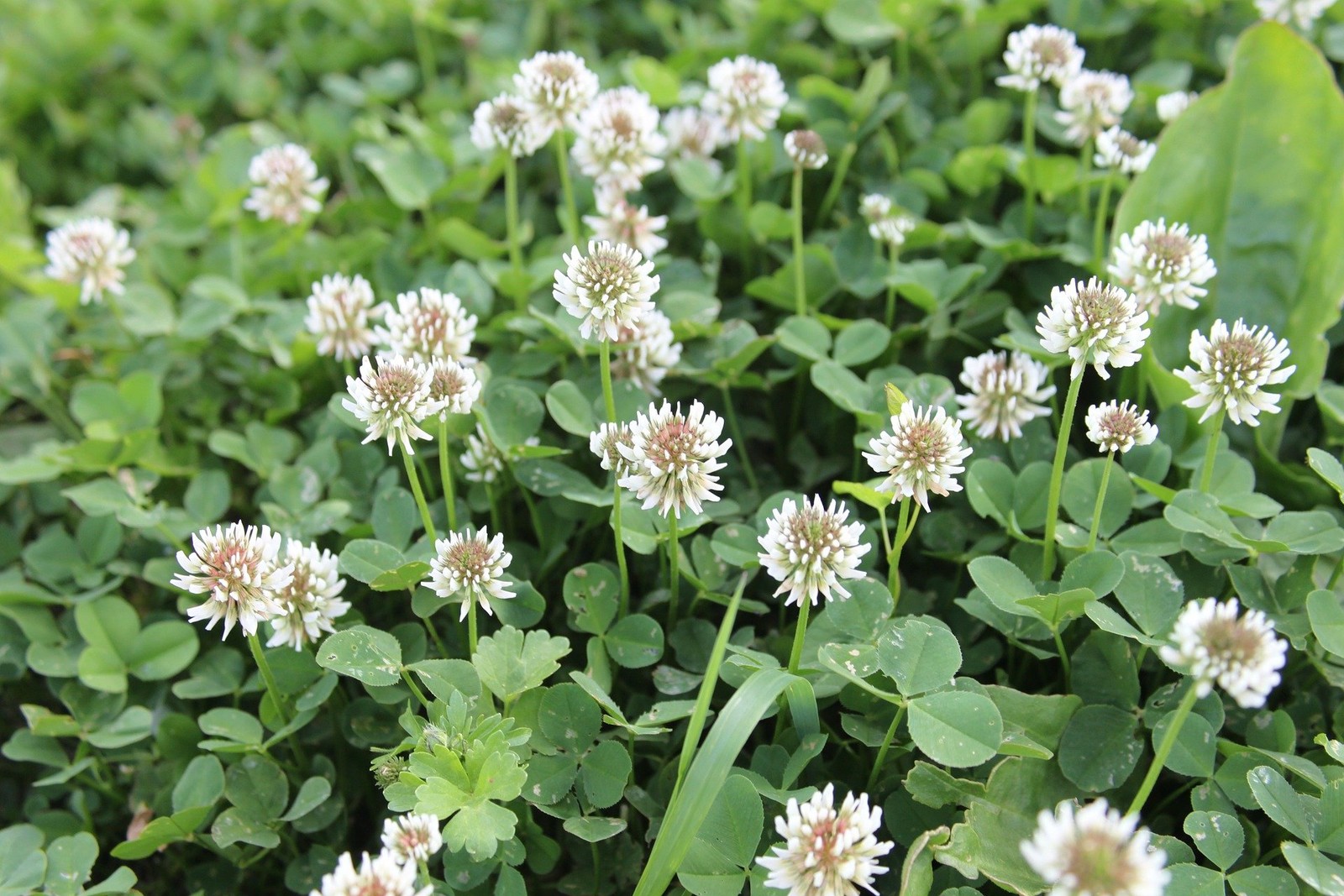 NitroCoated White Clover Seeds, Inoculated, 1 lb for Lawn and Garden