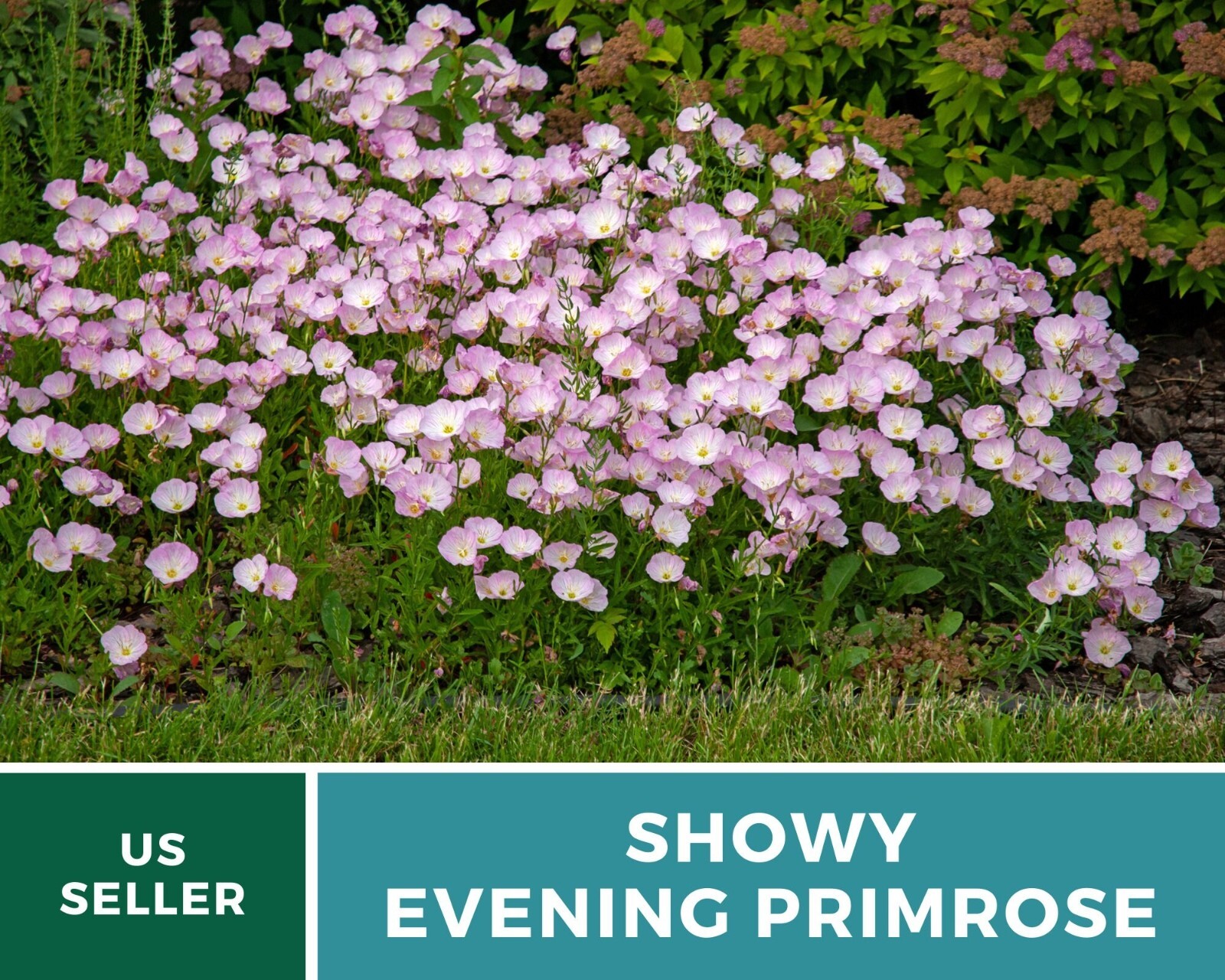 Evening Primrose, Showy (Pink Ladies) – Heirloom Seeds – Medicinal Flower – GMO