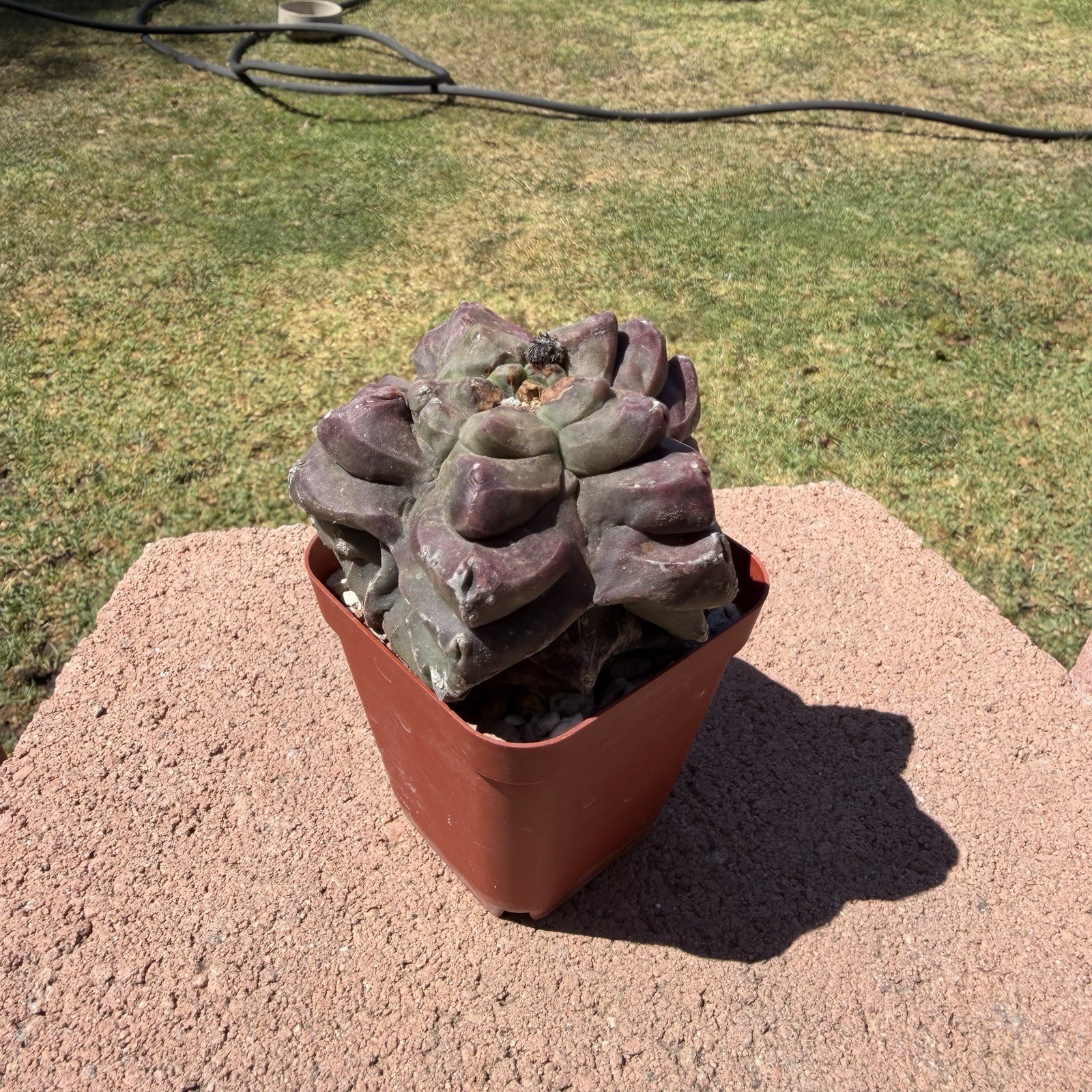 Astrophytum Myriostigma Kikko Wonky Cactus