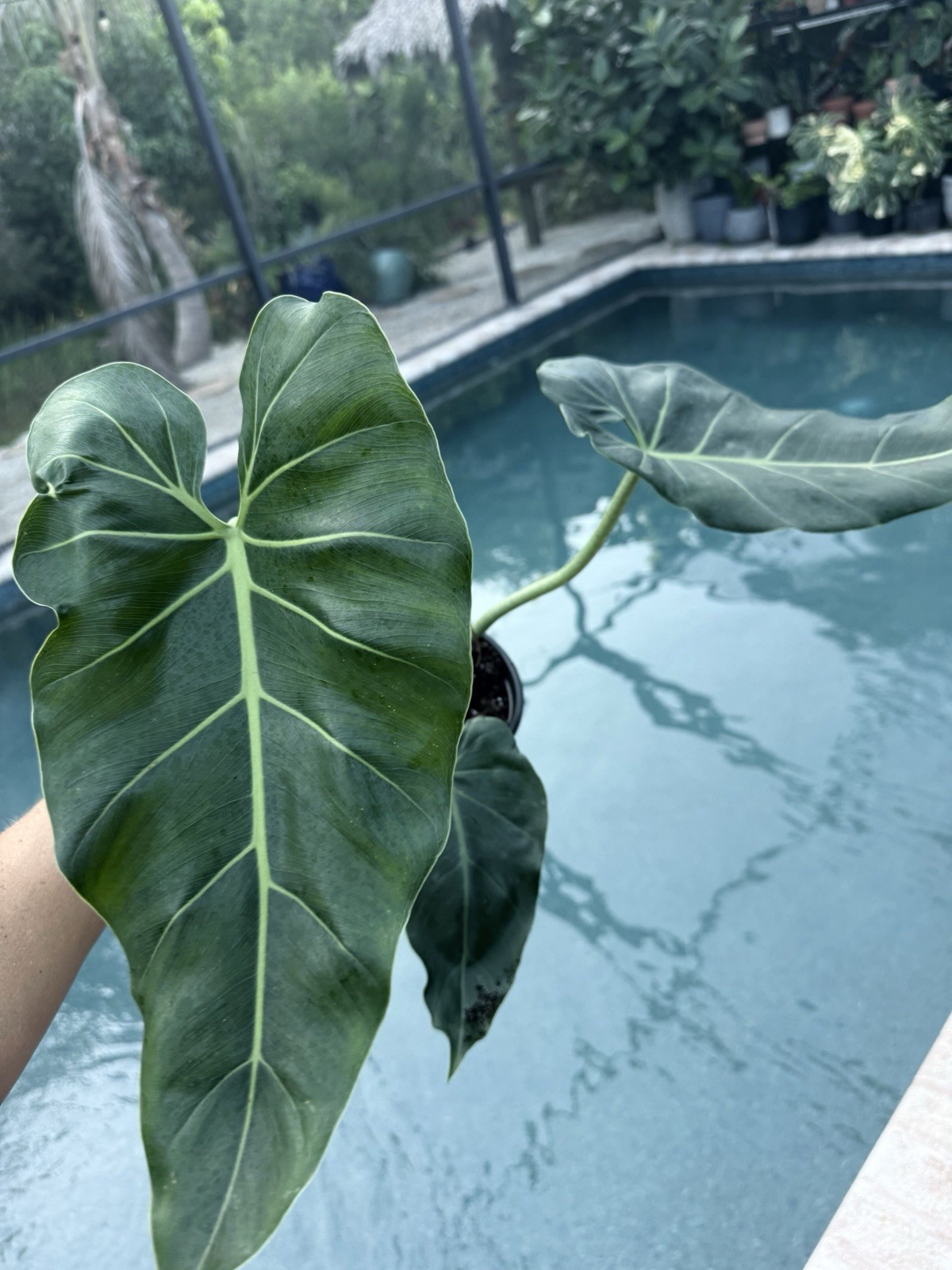 Philodendron Maximum Large Size Free Shipping