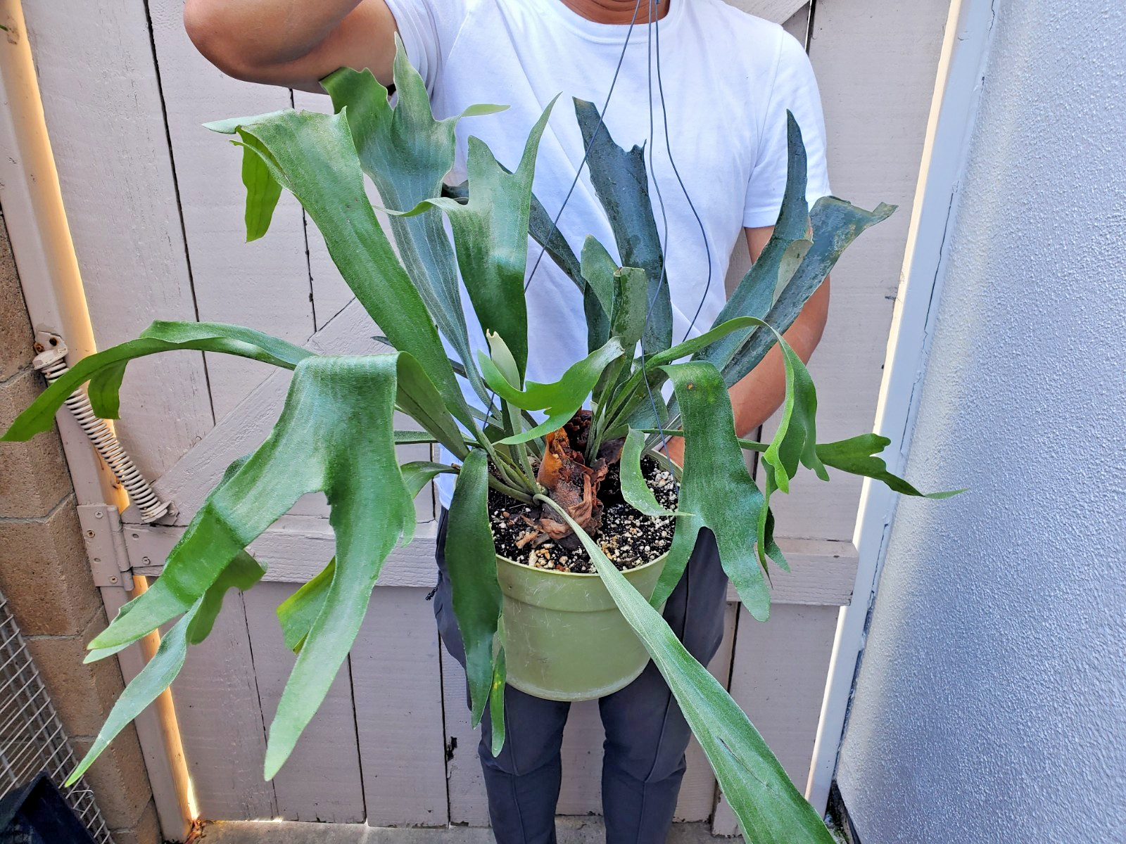 Platycerium bifurcatum Dutch Staghorn Fern Plant