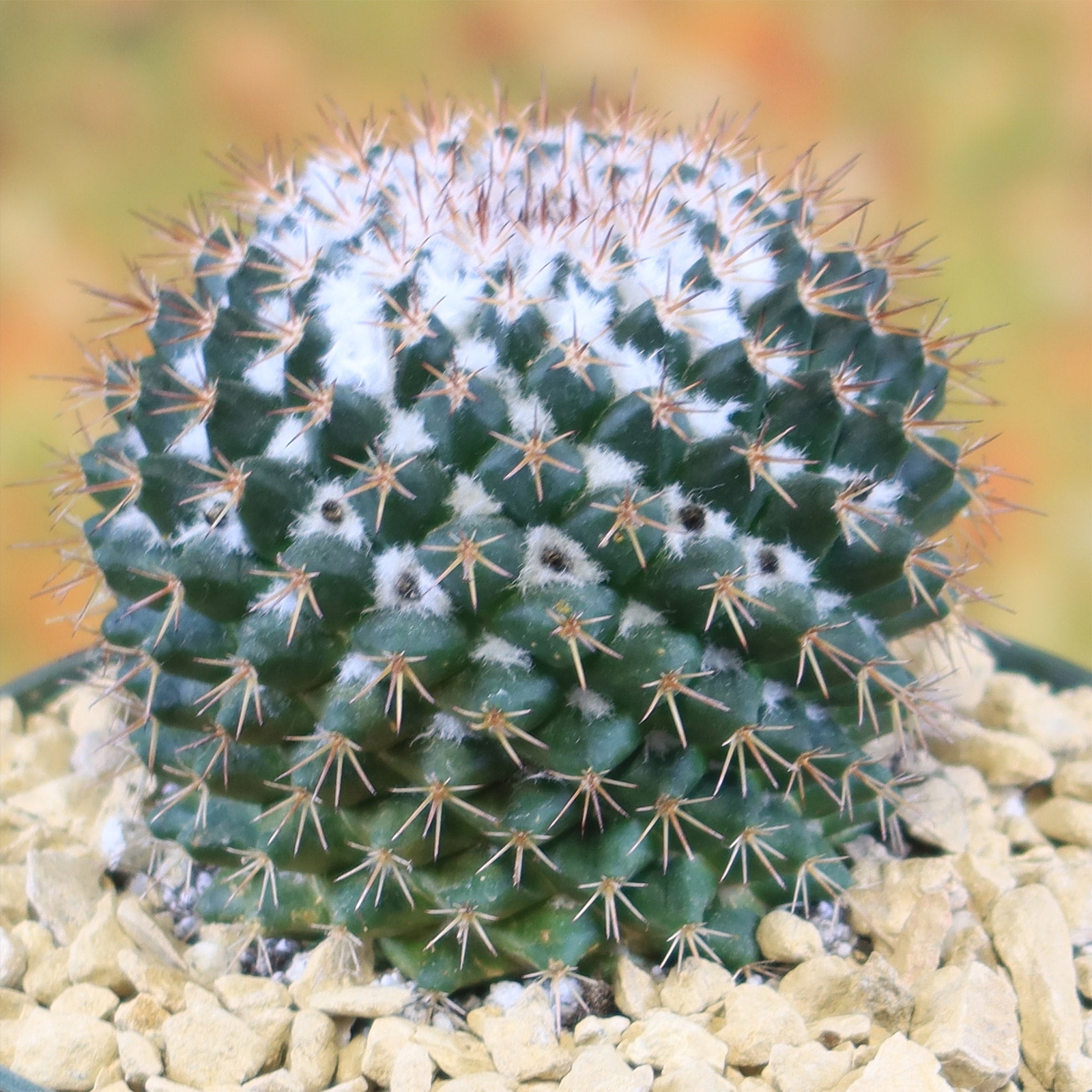 Mammillaria scrippsiana cactus Cacti Succulent real live plant