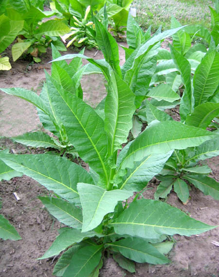 1000 Perique Tobacco Seeds ~ Heirloom Nicotiana Tabacum ~ Distinctive Flavor!