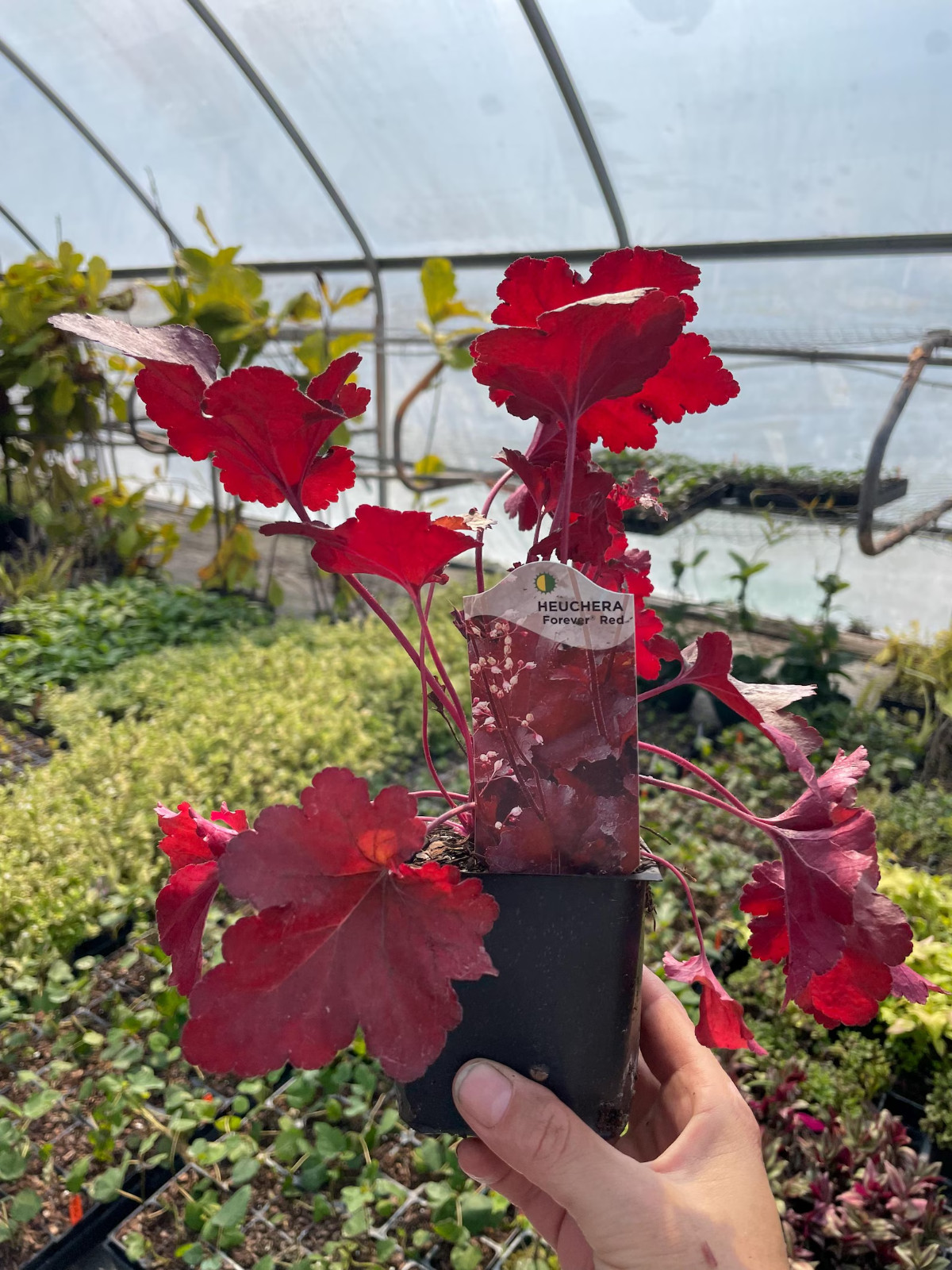2 Forever Red Heuchera, 3.5 inch pot, USA farm & company