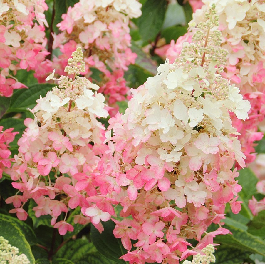 Pinky Winky Hydrangea Live Plant – 6-12″ Tall – 1 Quart Pot – Dwarf – Zones 5-9