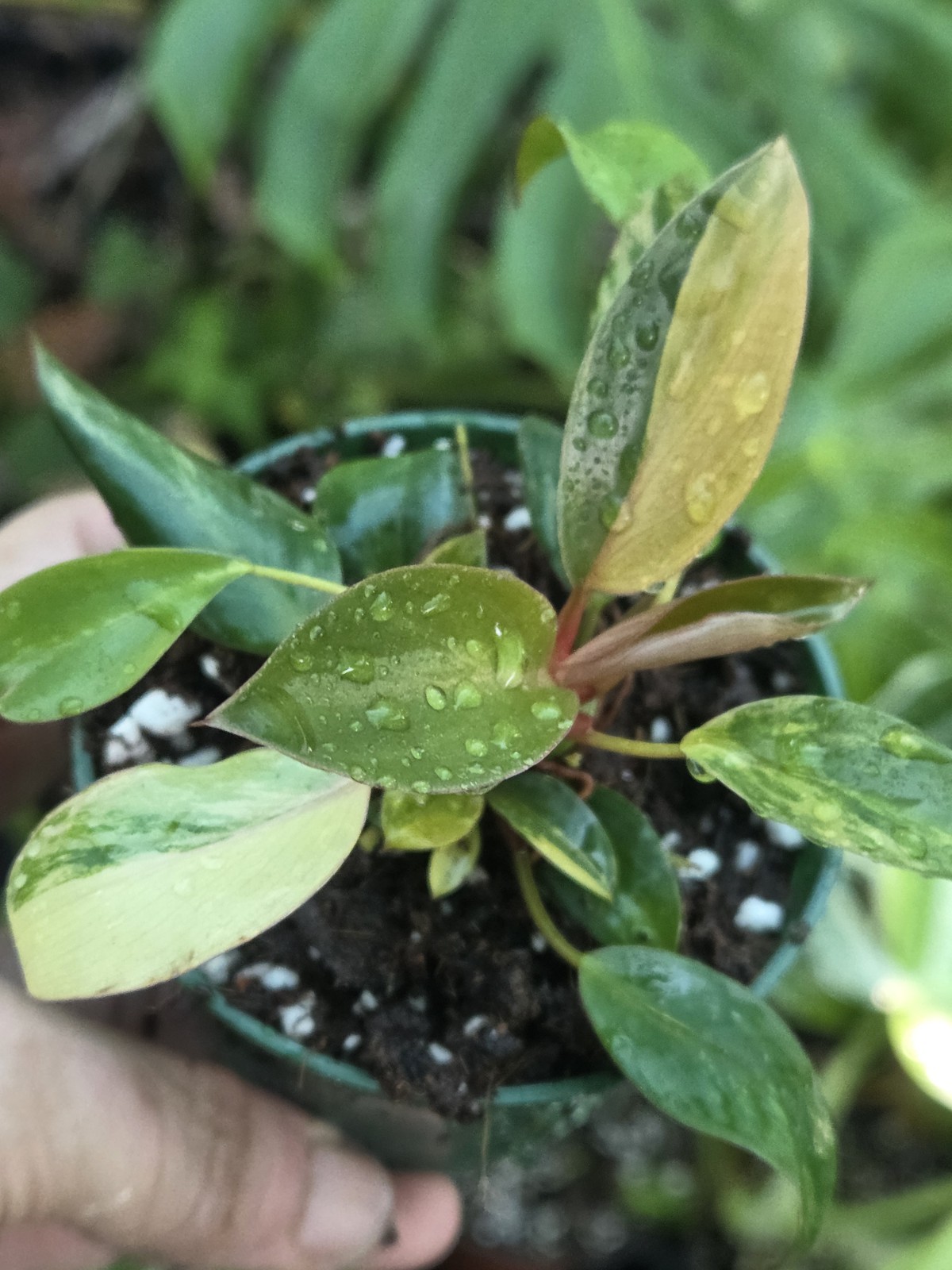 Philodendron Red Congo Variegated 3″in Pot Rare plant, Grower choice