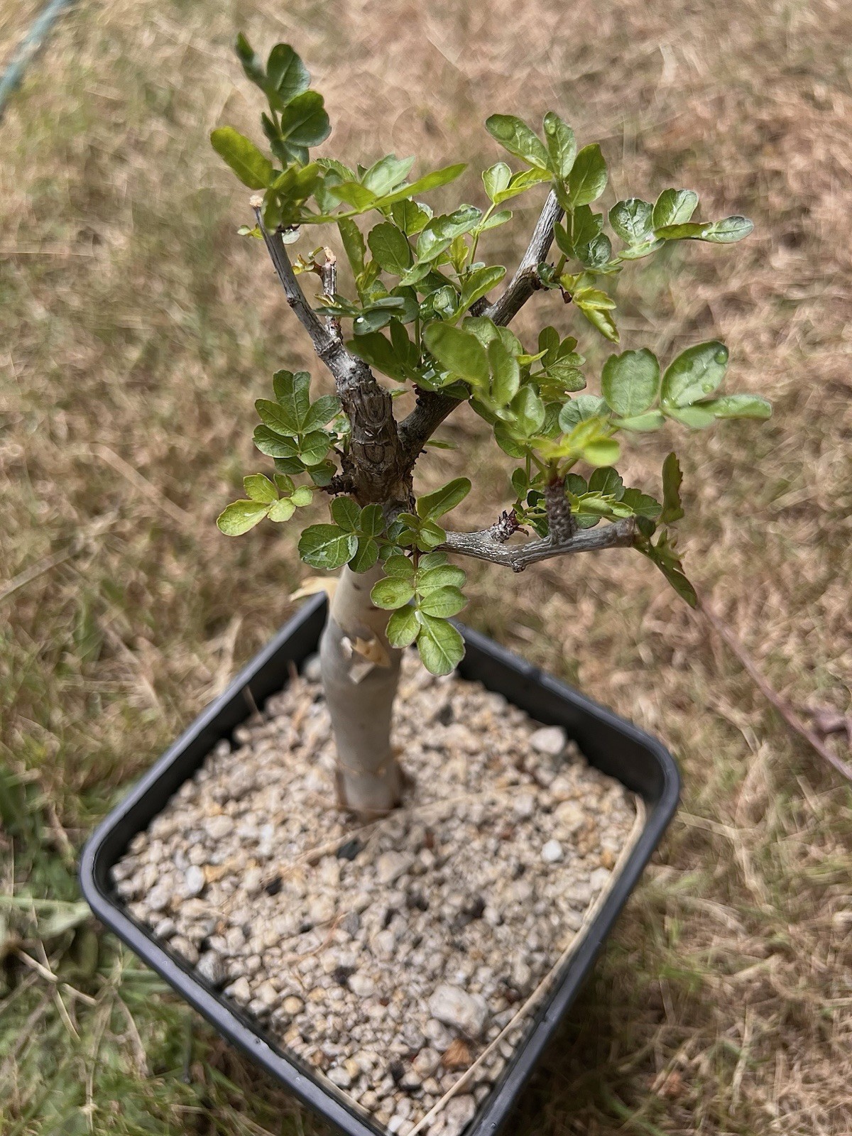 Bursera fagaroides THICK TRUNK Rare peeling bark pachychaul tree bonsai 2 gal