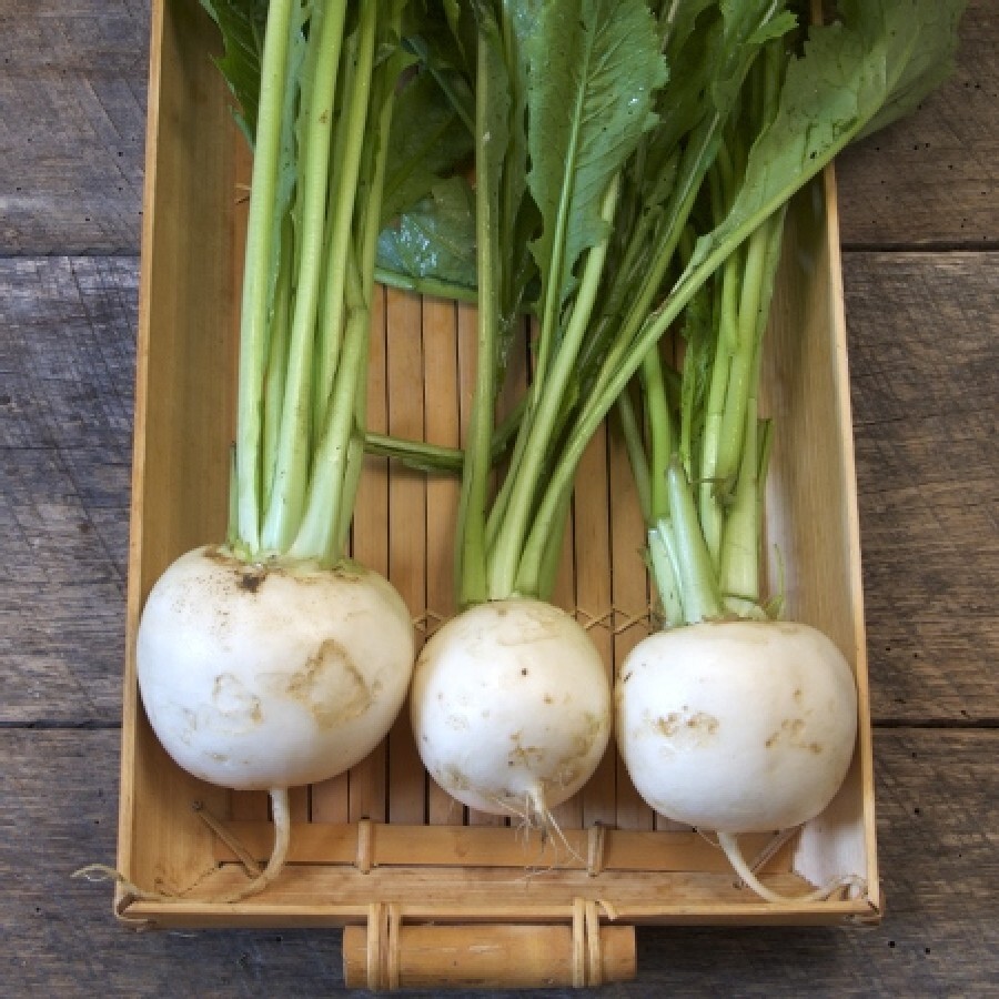 Turnip 500 – 50K Seeds Shogoin Japanese White Hakurei Asian Vegetable Plant