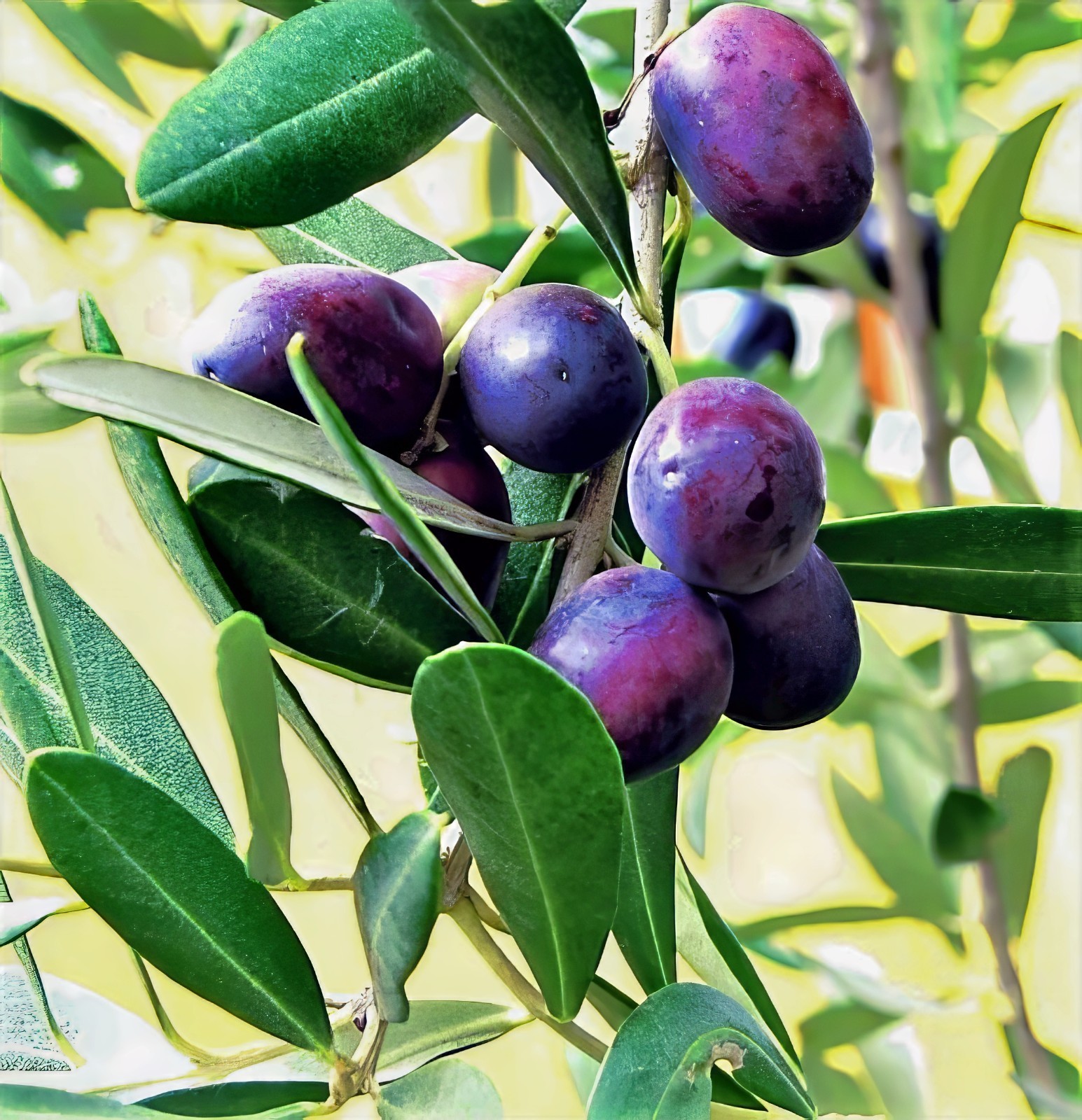 10 CANINO OLIVE TREE SEEDS (Olea europaea) European Common Edible Fruit Plant