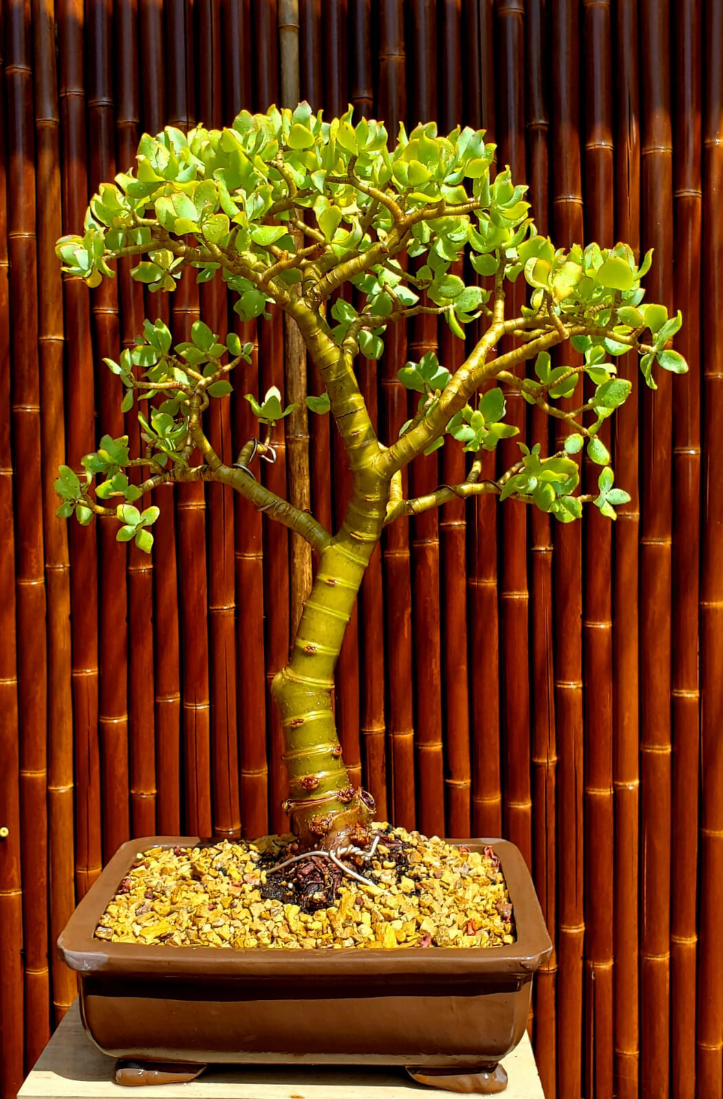 Japanese Jade Cactus Desert Bonsai Finished Single Trunk – Must-Have! 18″