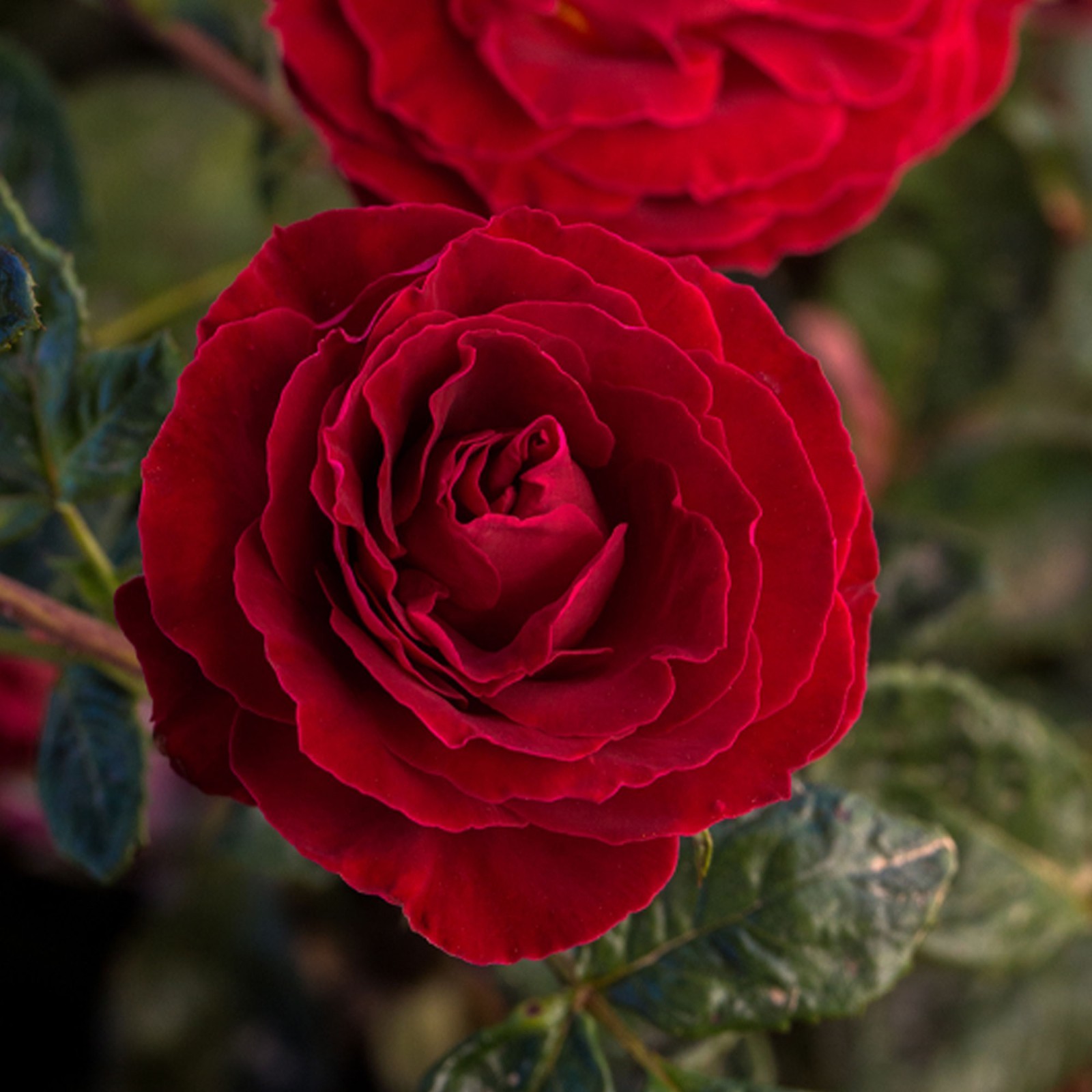 Cherrytini Rose 1.5 Gal Potted, Non-Stop Fragrant Red Flowers, Own Root