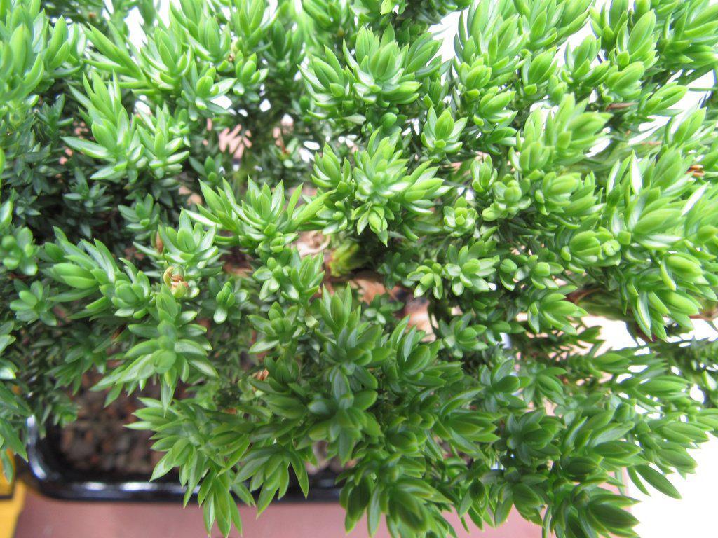 Juniper Bonsai Tree – Small