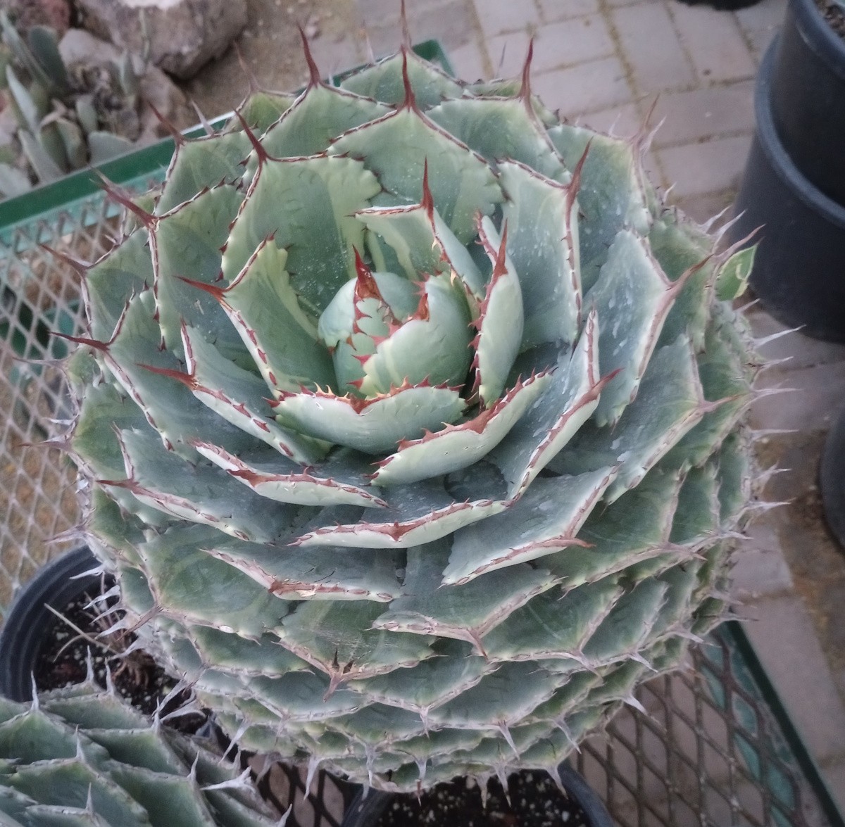 Agave Kichijokan Super Sized Marginated Leaves