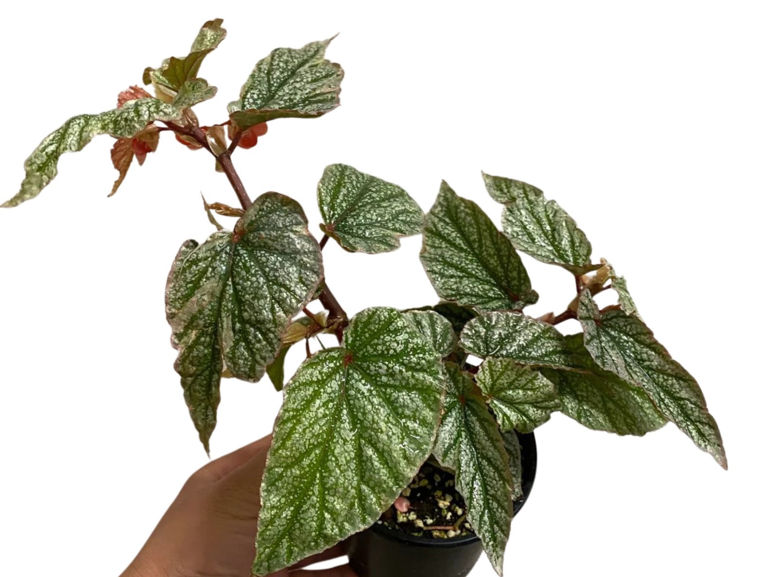 Angel Wing Begonia Frosty Indoor Live Plant Polka Dot Foliage Easy Care