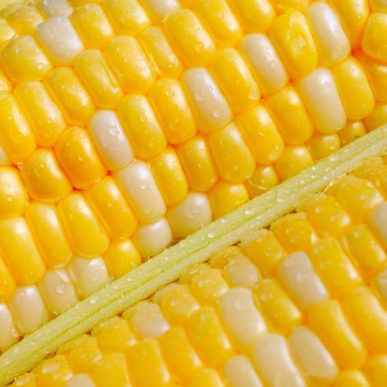 Serendipity Hybrid Triplesweet Sweetcorn – 100 Seeds