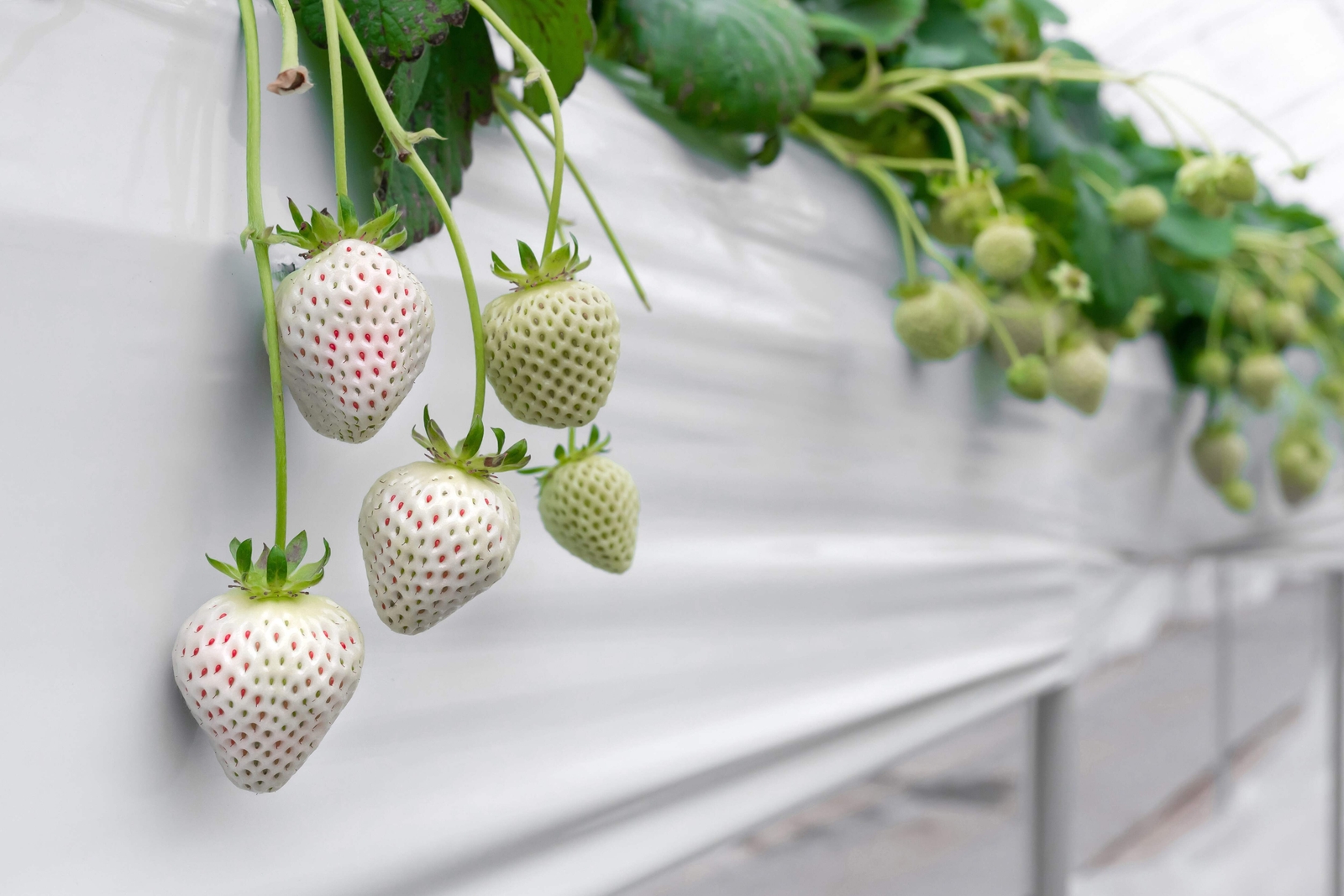 100 WHITE SOUL STRAWBERRY Fragaria Vesca Fruit Flower Berry Seeds *Comb S/H