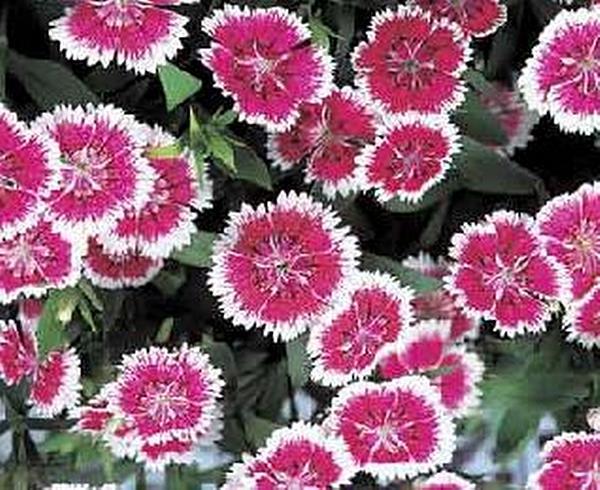 Dianthus Telstar Series Purple Picotee Annual Seeds