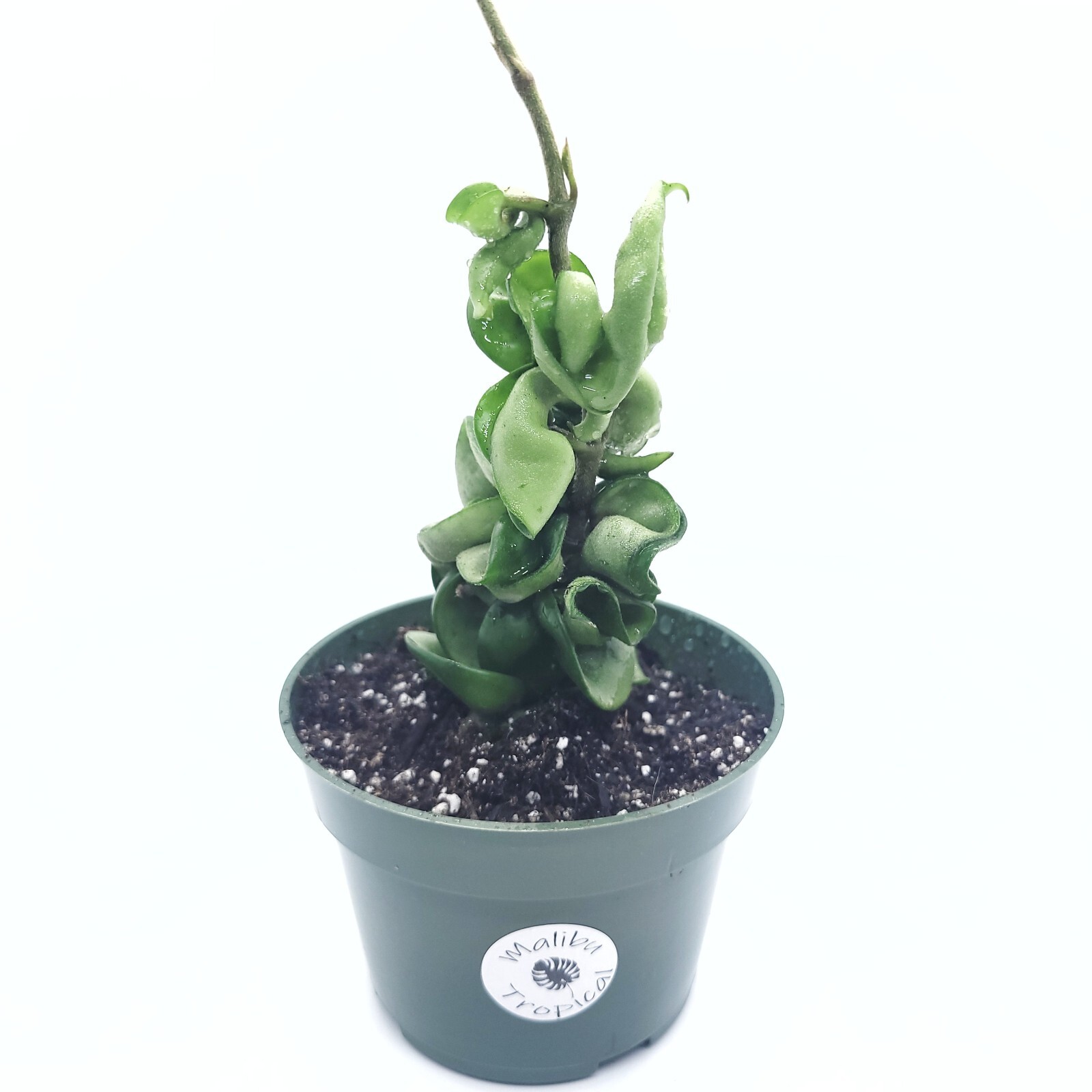 Hoya Hoya Hindu Rope Live Plant Available in 4″ Pot and 6″ Pot indoor Houseplant