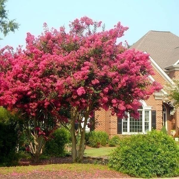 Crape Myrtle Tonto | Live Plants | Fuchsia Red/Pink Blooms, Premium Live…