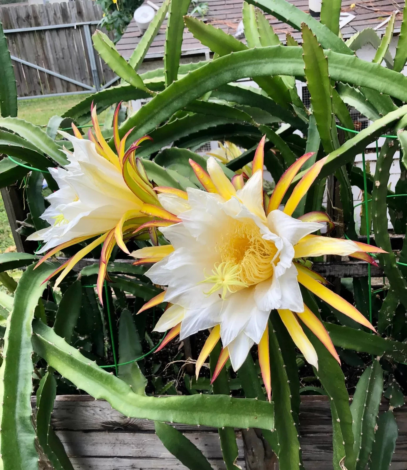 10pcs Dragon Fruit cuttings 10-12 inches long