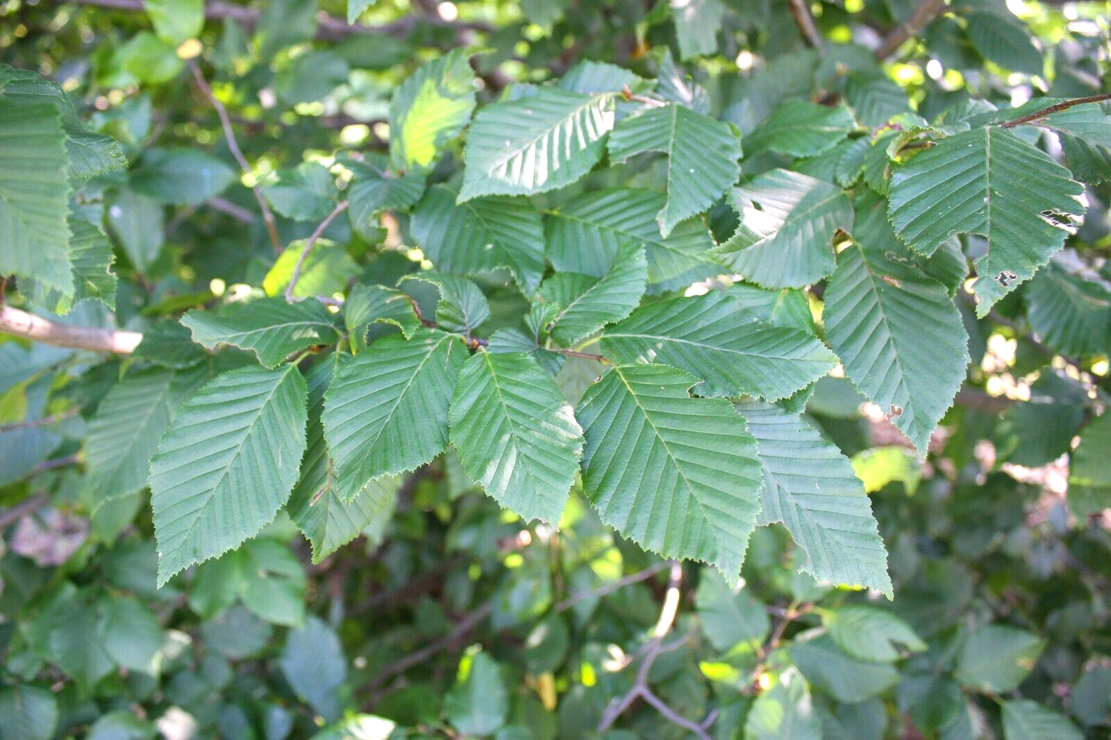 20 EUROPEAN HORNBEAM SEEDS – Carpinus betulus