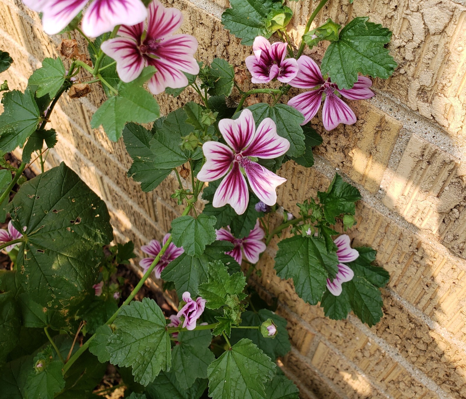 Zebrina Zebra Hollyhock Seeds 15 Organic Seeds