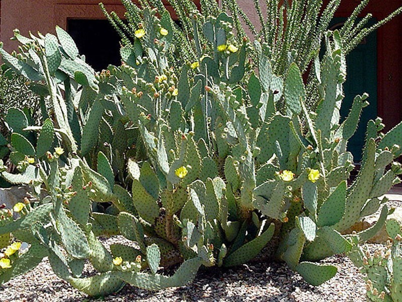 OPUNTIA ENGELMANNII VAR. LINGUIFORMIS COW TONGUE CACTUS CUTTING 6-10 Inches