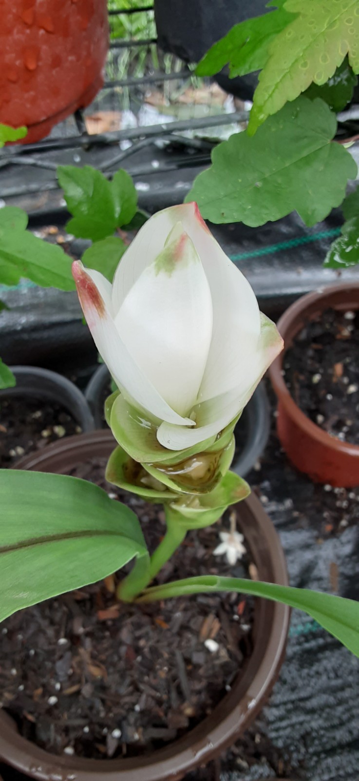 1 White Siam Tulip Ginger Starter Plant- READ LISTING