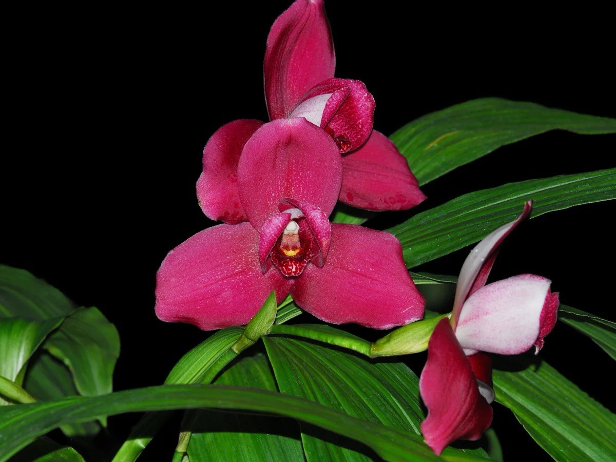Lycaste ‘Soft Pink’ White Red BS One New Growth Orchid Hybrid 7” Pot