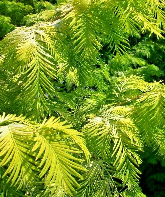 20 GOLD RUSH DAWN REDWOOD SEEEDS – Metasequoia glyptostroboides ‘Ogon’