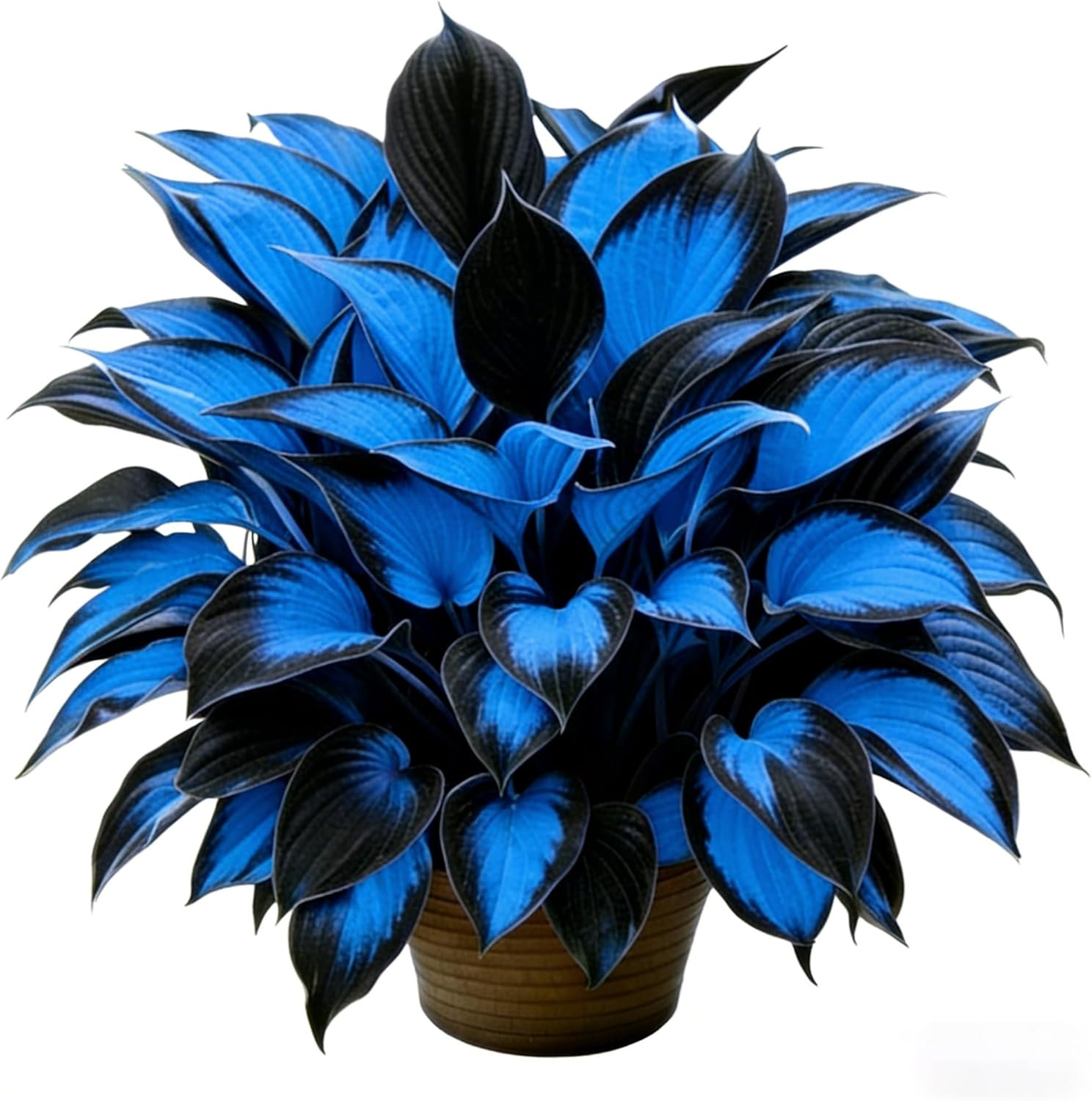 Hosta Seeds for Planting, 310+Pcs Rare Perennial Hosta Flower Seeds Plants, Non-