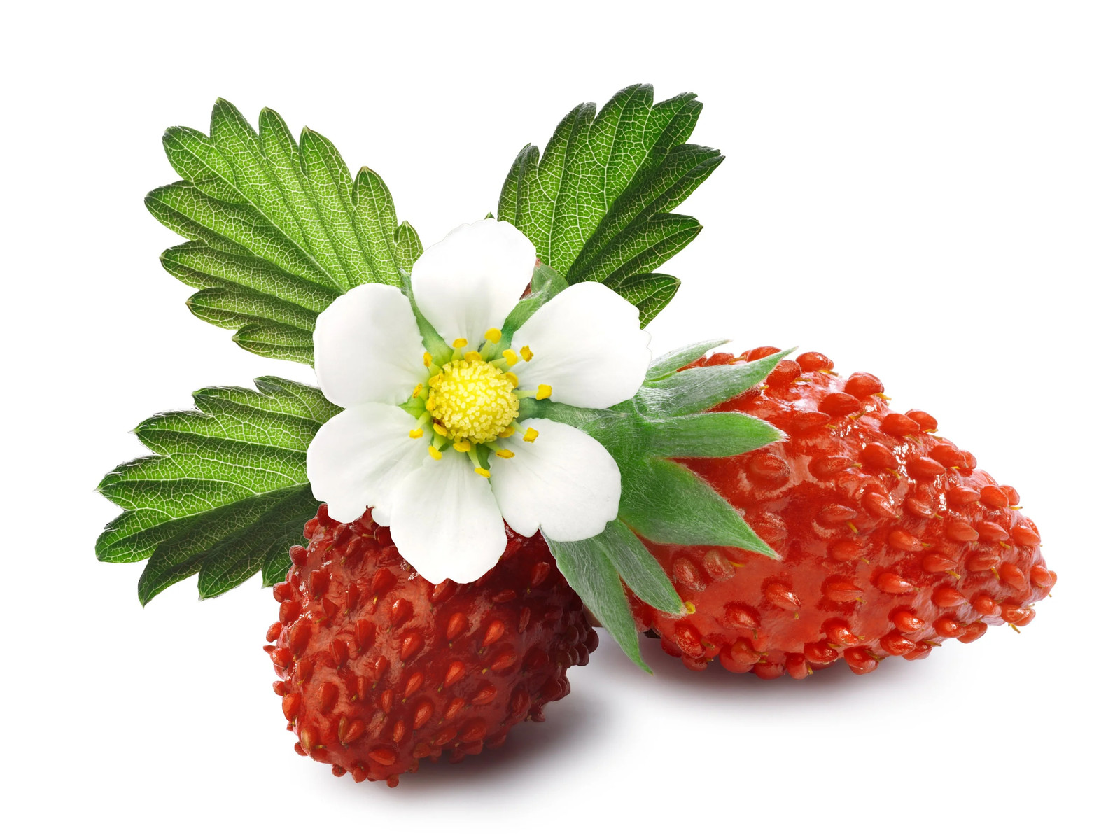 60 RUEGEN STRAWBERRY Everbearing Alpine Fragaria Vesca Red Berry Fruit Seeds