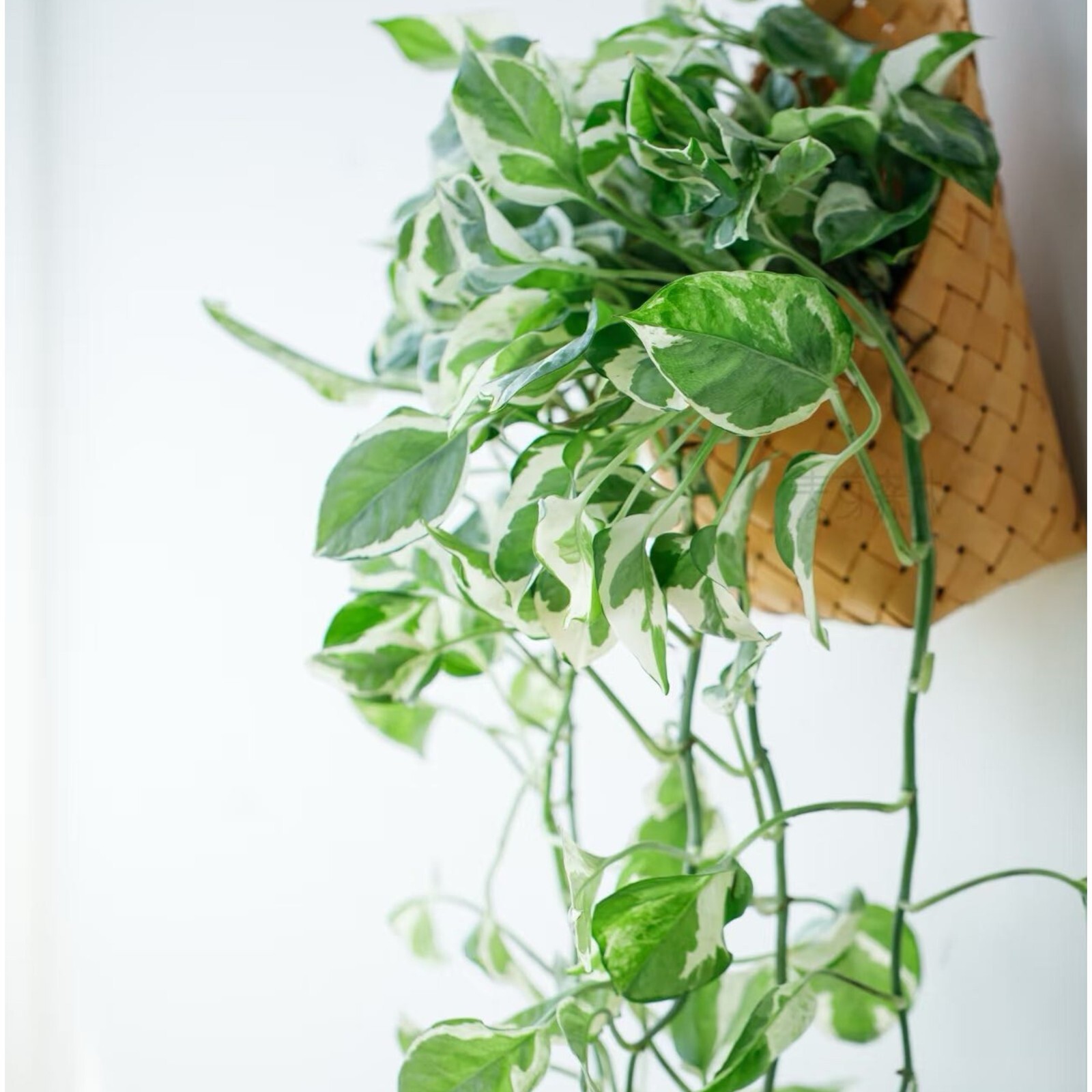 Pothos ‘Pearls and Jade’ – 3 Cuttings – 4”-5” Devil’s Ivy Indoor House Plant